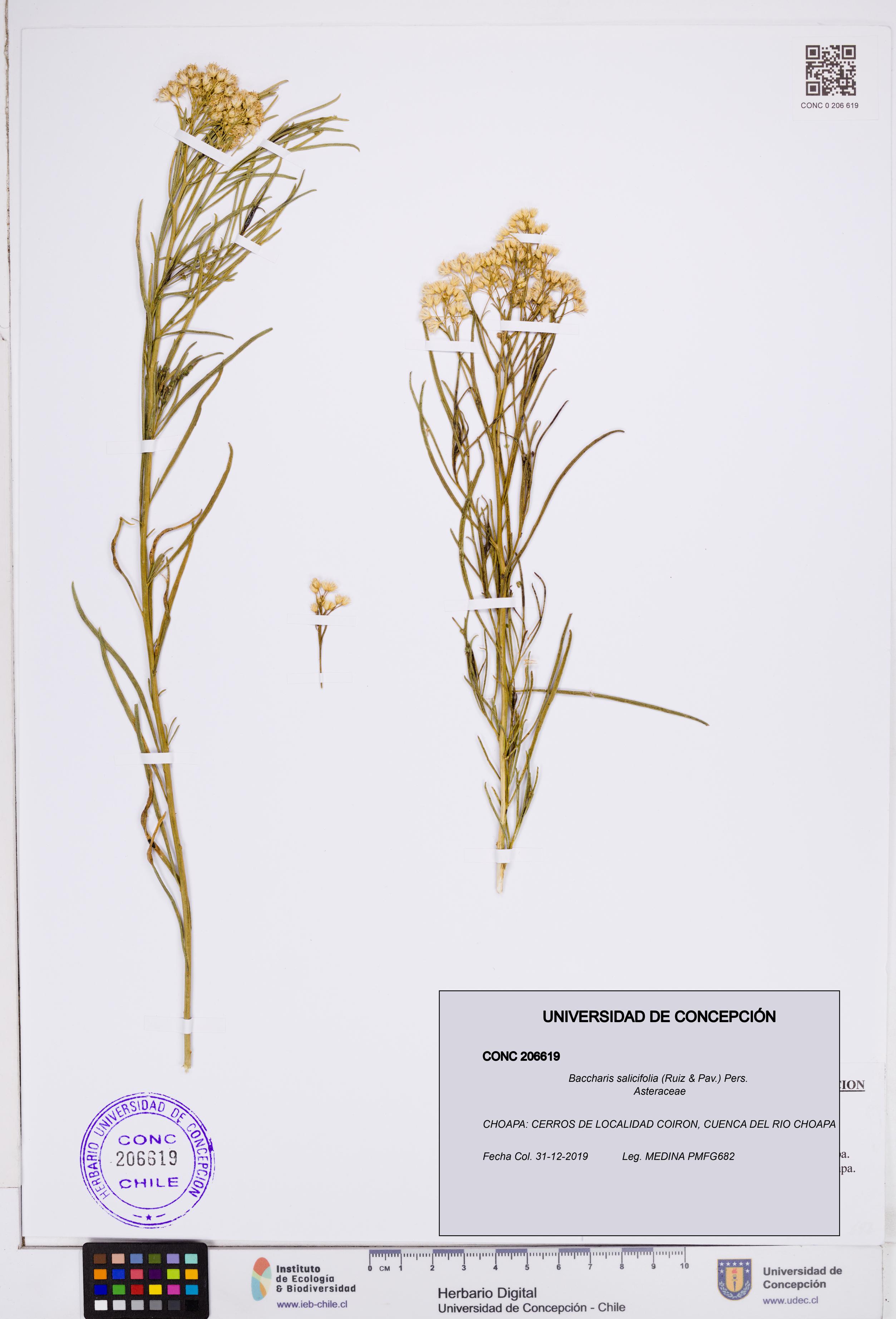 Baccharis salicifolia [Espécimen: ]