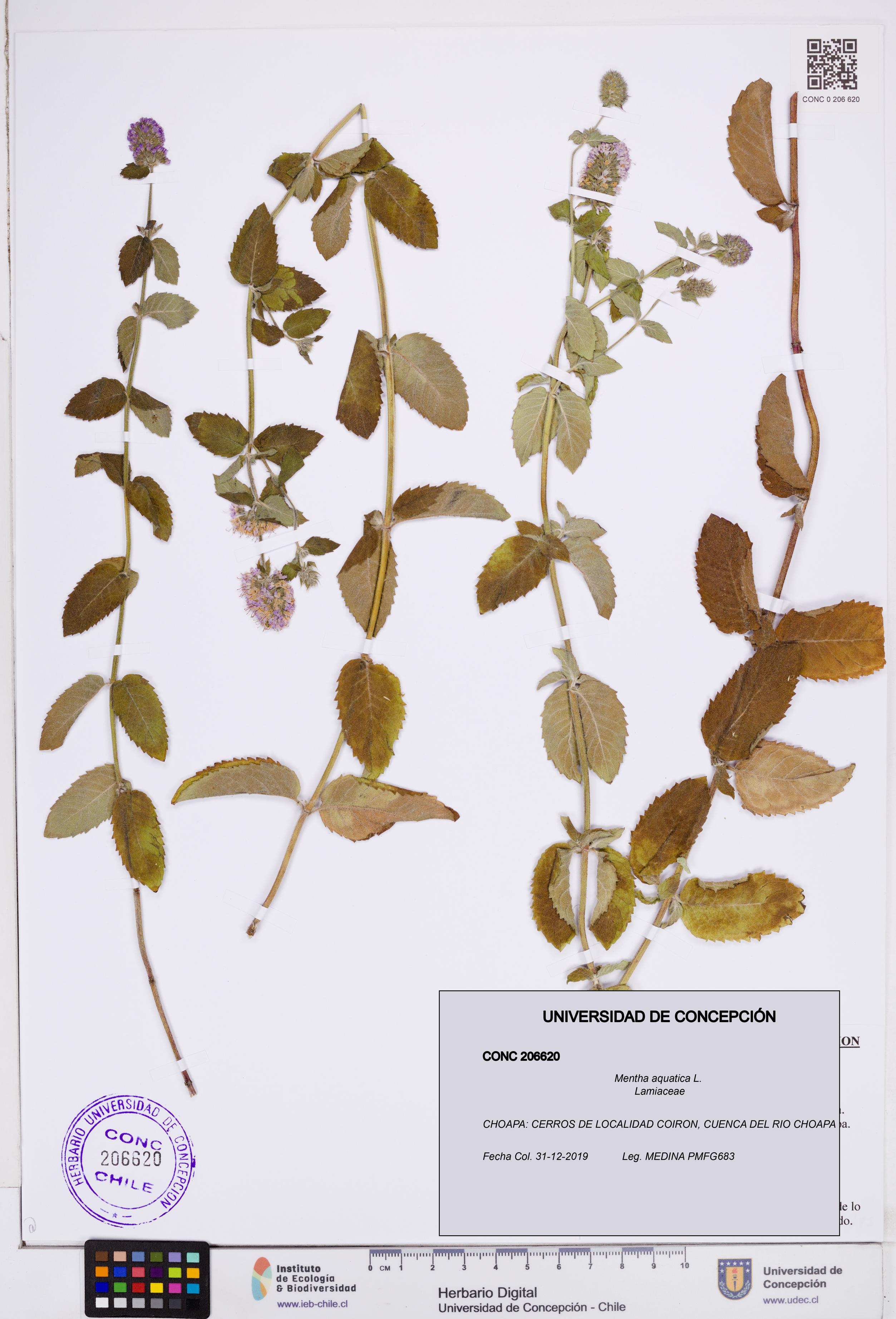 Mentha aquatica [Espécimen: ]