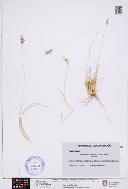 Rytidosperma violaceum [Espécimen: ]