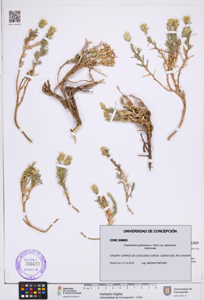 Chaetanthera glandulosa var. glandulosa [Espécimen: ]