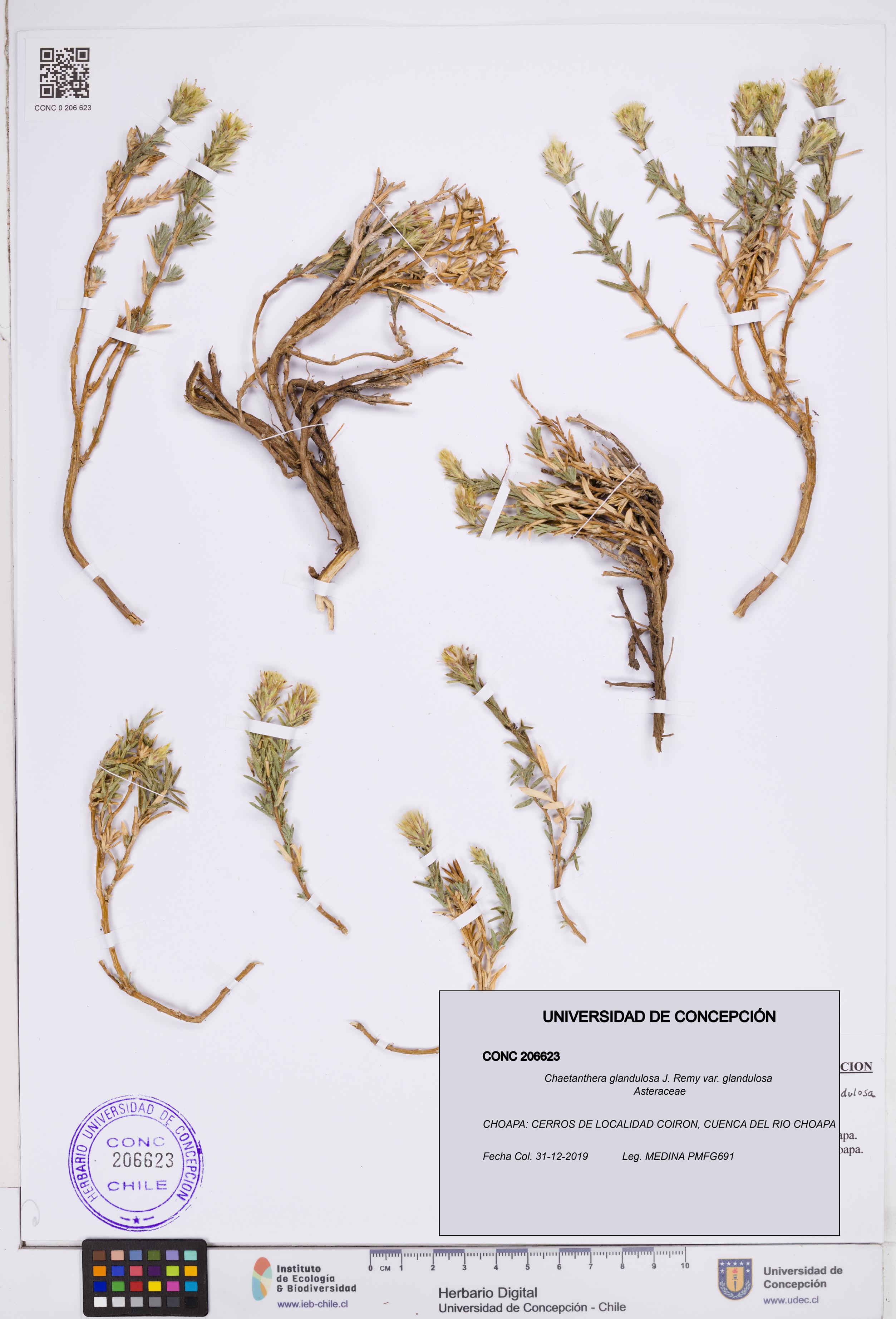 Chaetanthera glandulosa var. glandulosa [Espécimen: ]