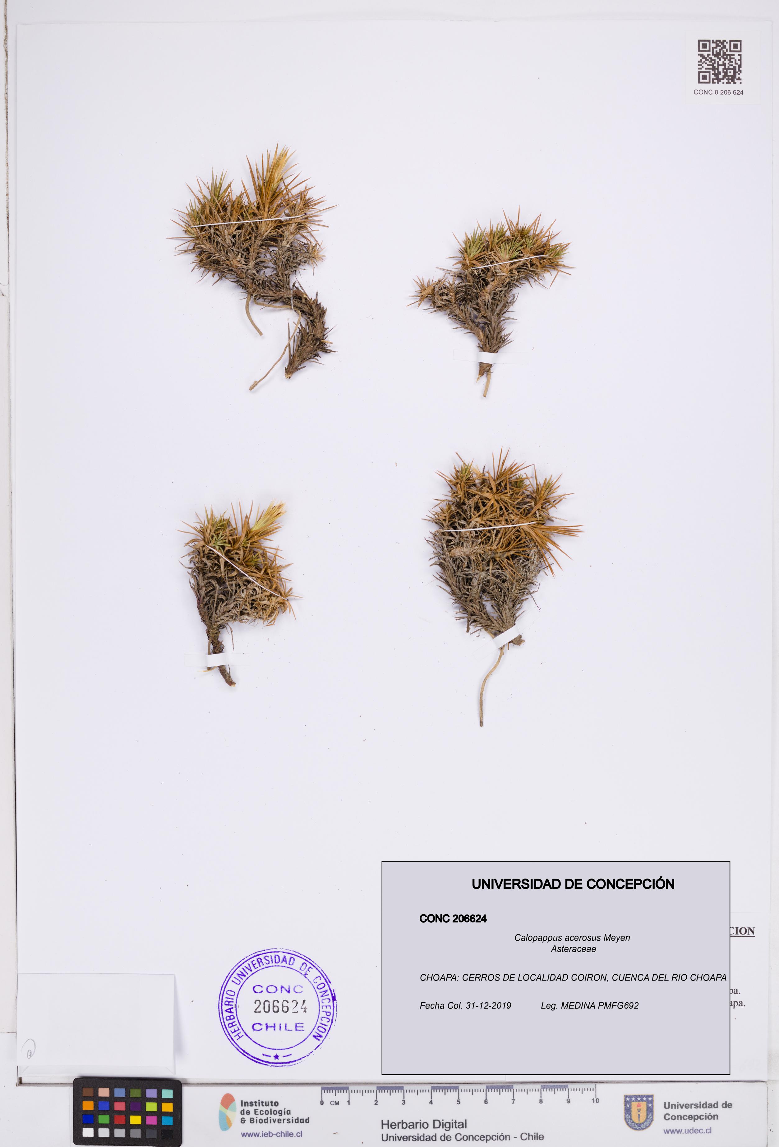 Calopappus acerosus [Espécimen: ]