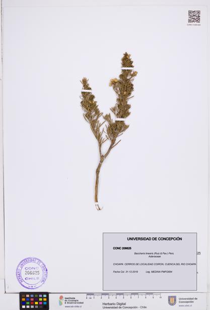 Baccharis linearis [Espécimen: ]