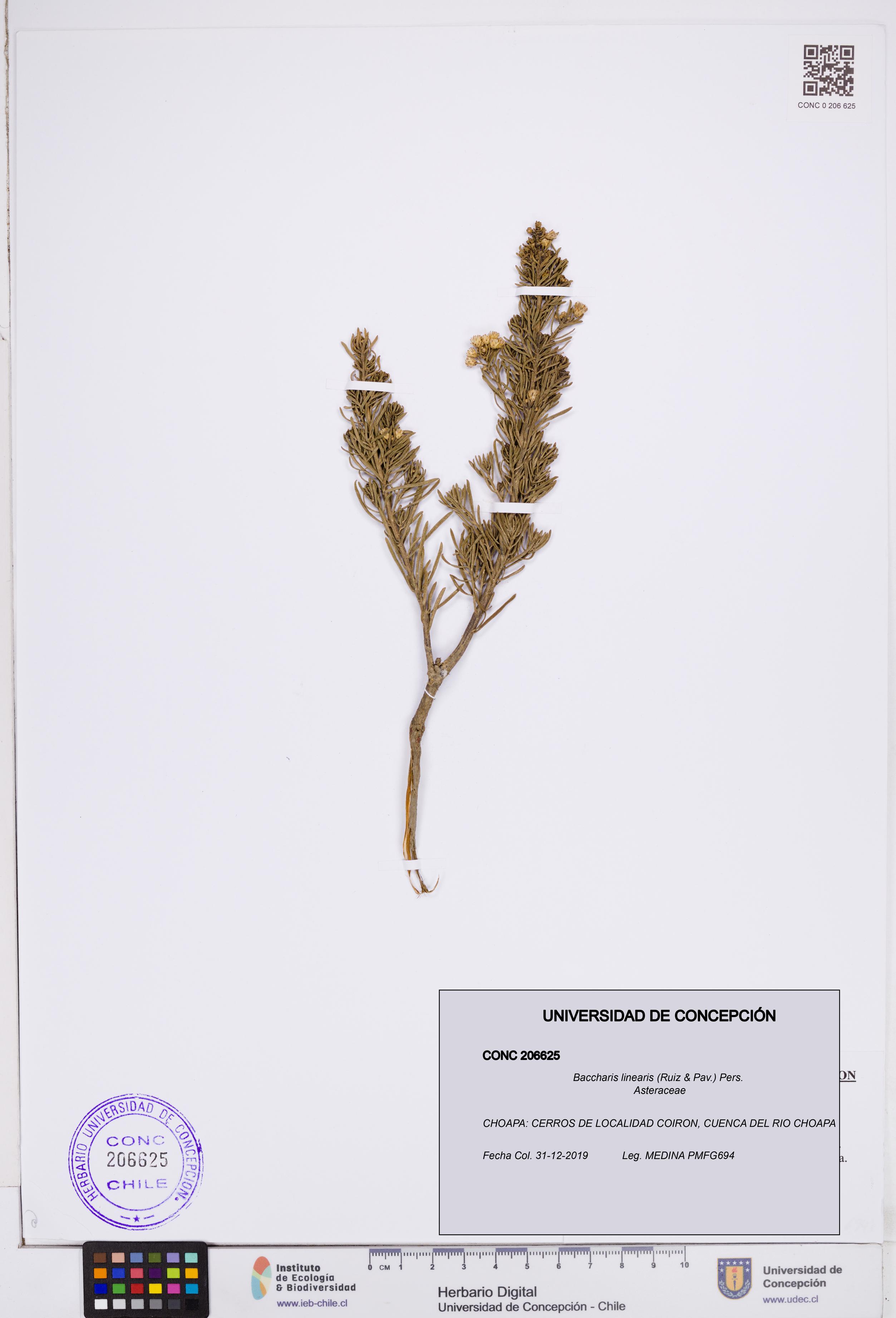 Baccharis linearis [Espécimen: ]