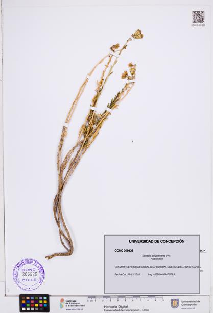 Senecio polygaloides [Espécimen: ]