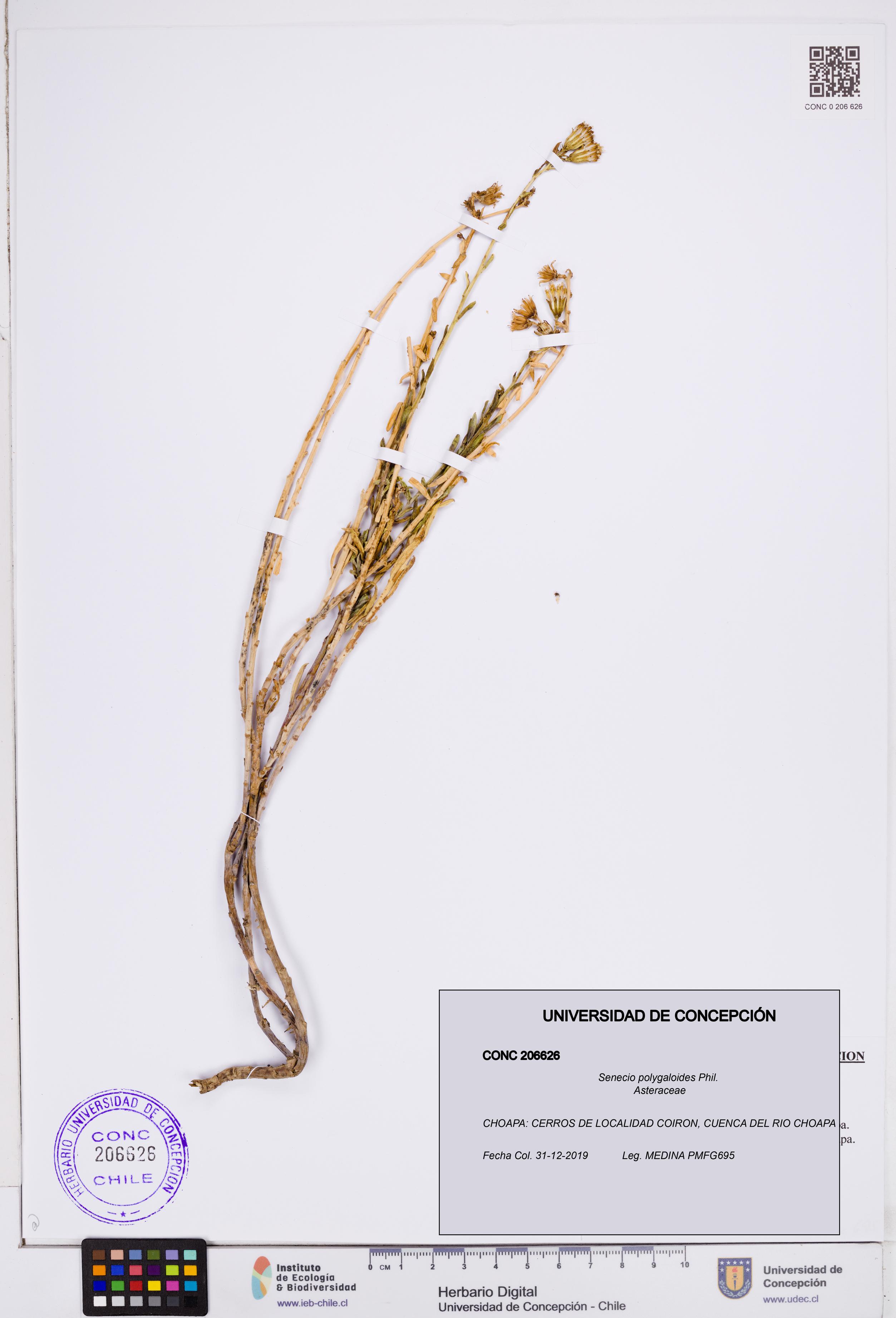 Senecio polygaloides [Espécimen: ]