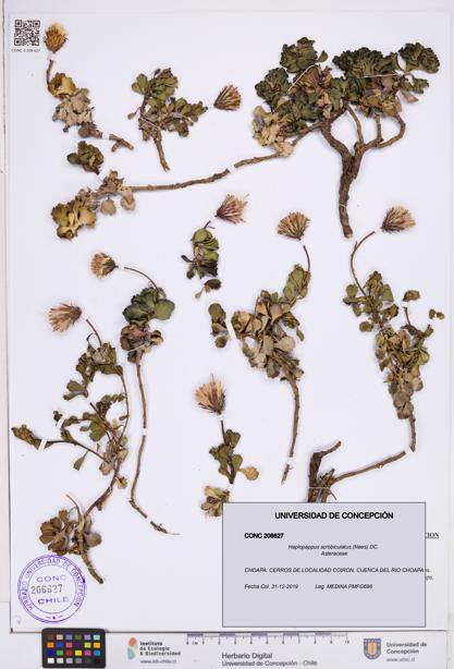 Haplopappus scrobiculatus [Espécimen: ]
