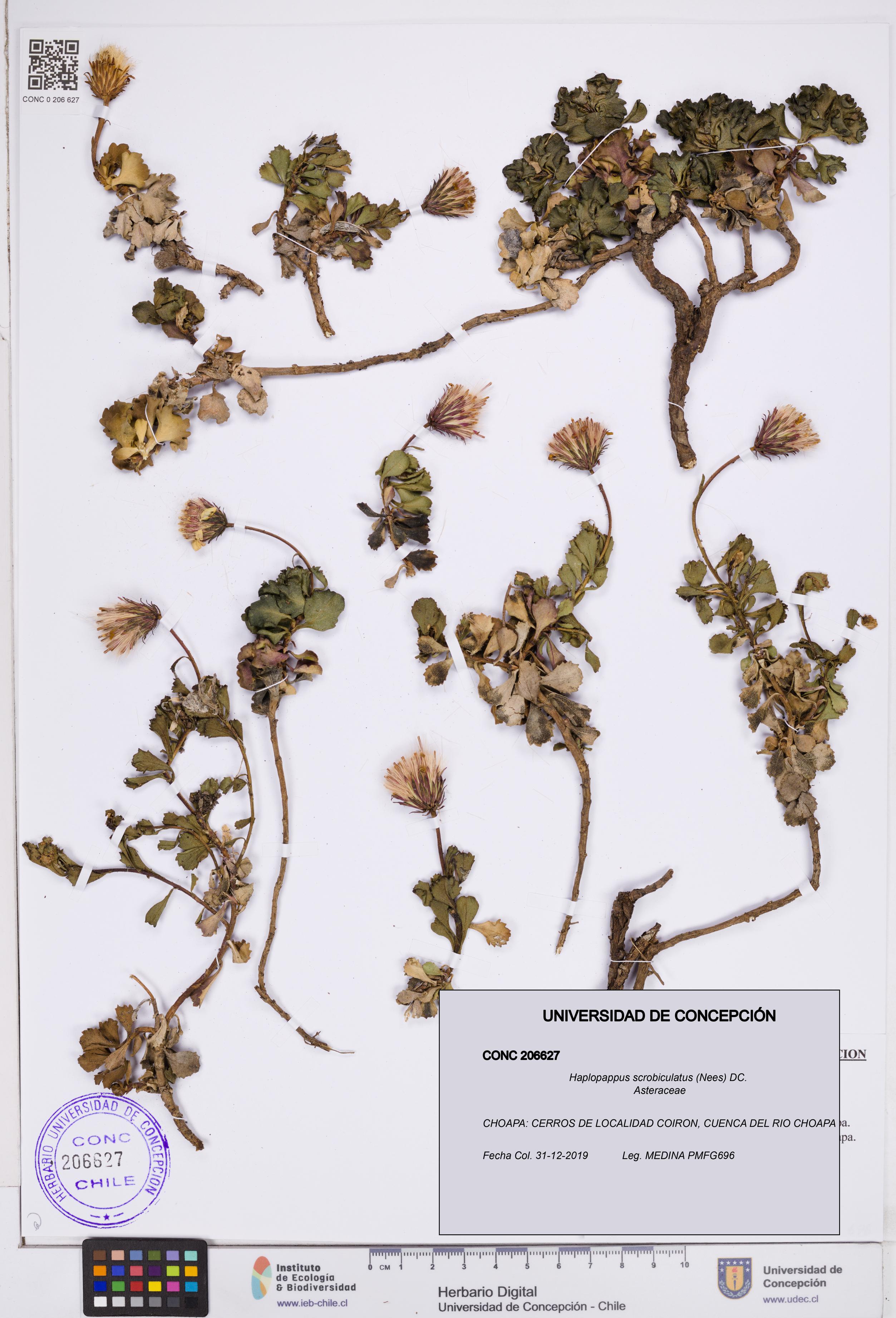 Haplopappus scrobiculatus [Espécimen: ]
