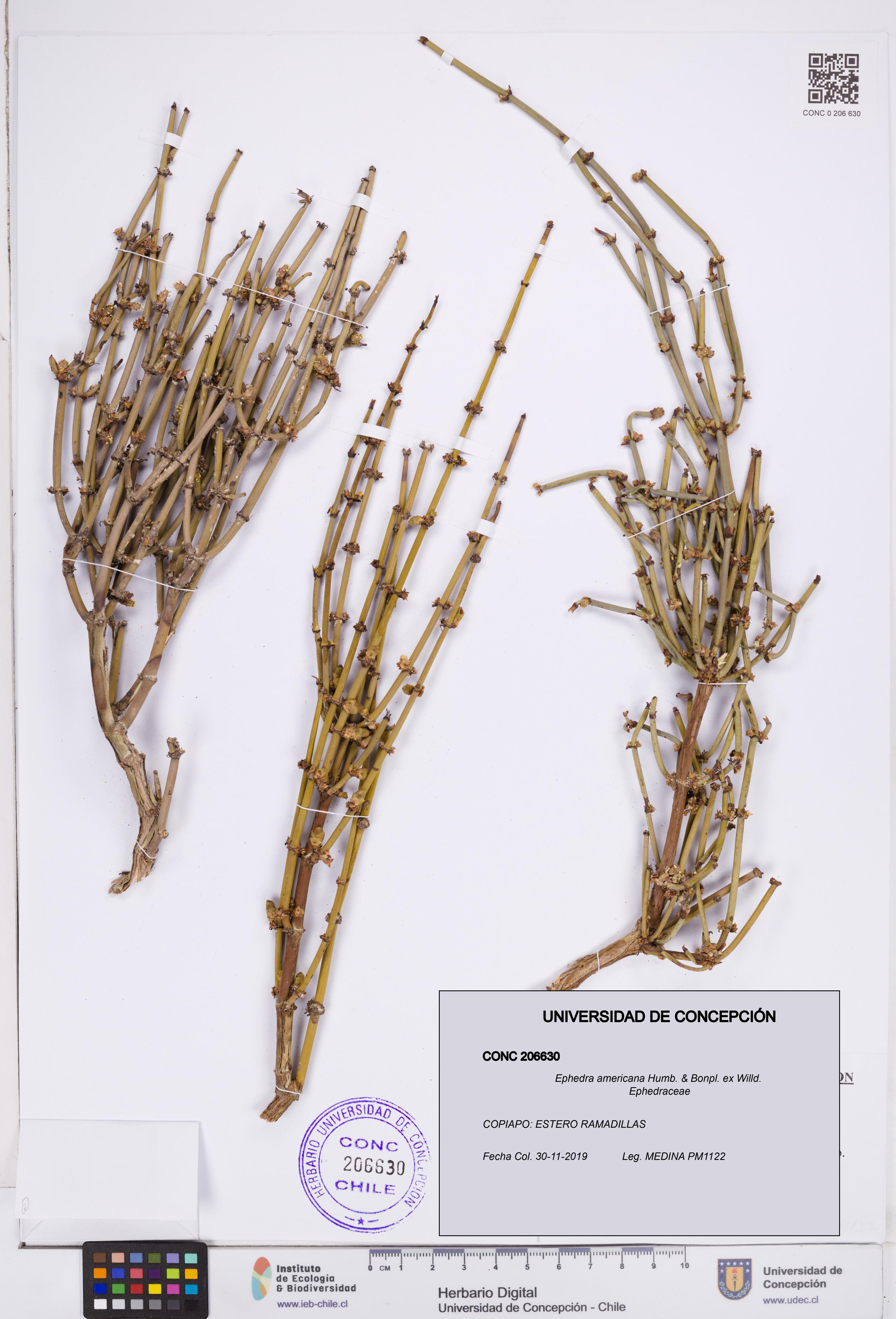 Ephedra americana [Espécimen: ]