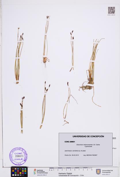 Eleocharis melanomphala [Espécimen: ]
