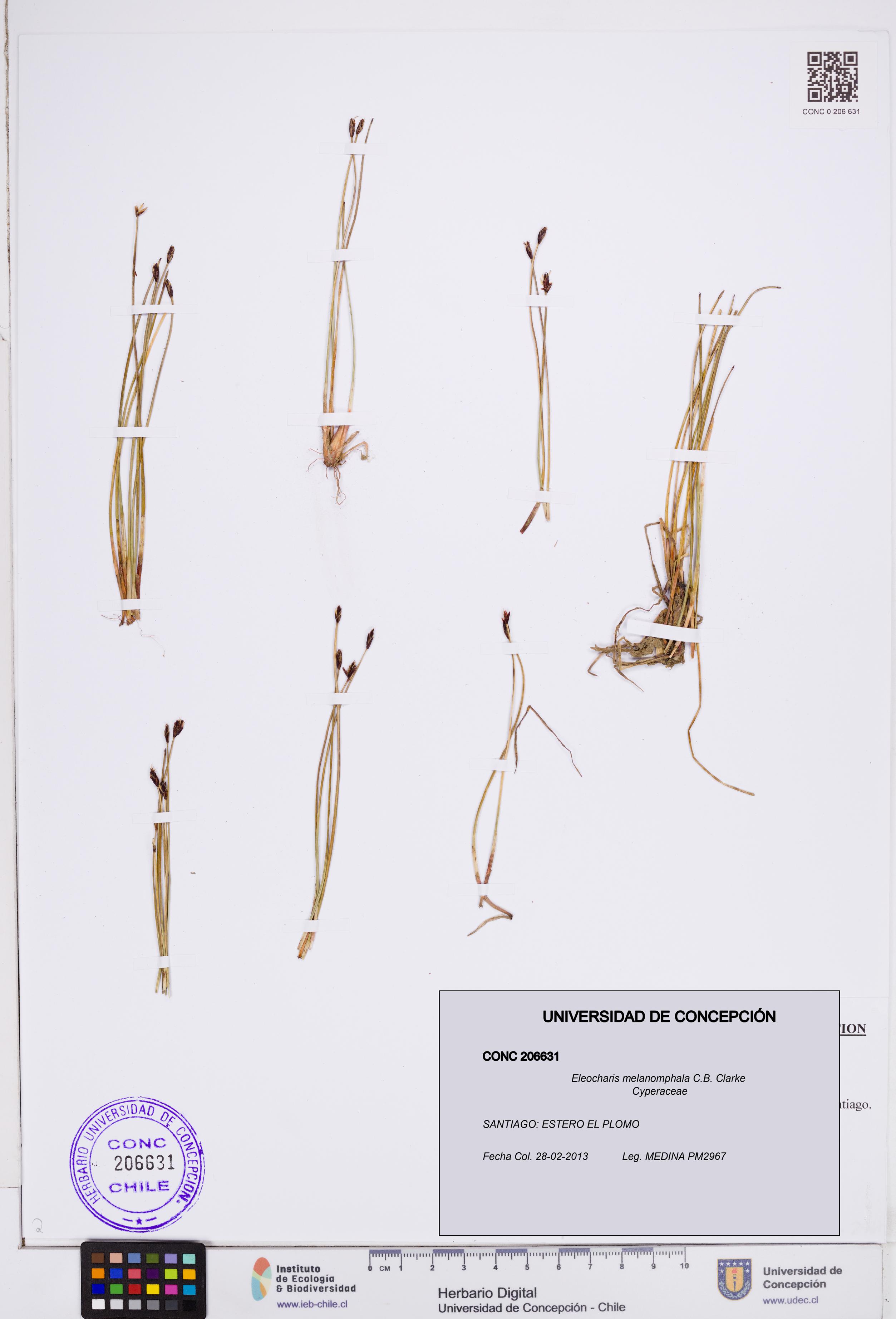 Eleocharis melanomphala [Espécimen: ]