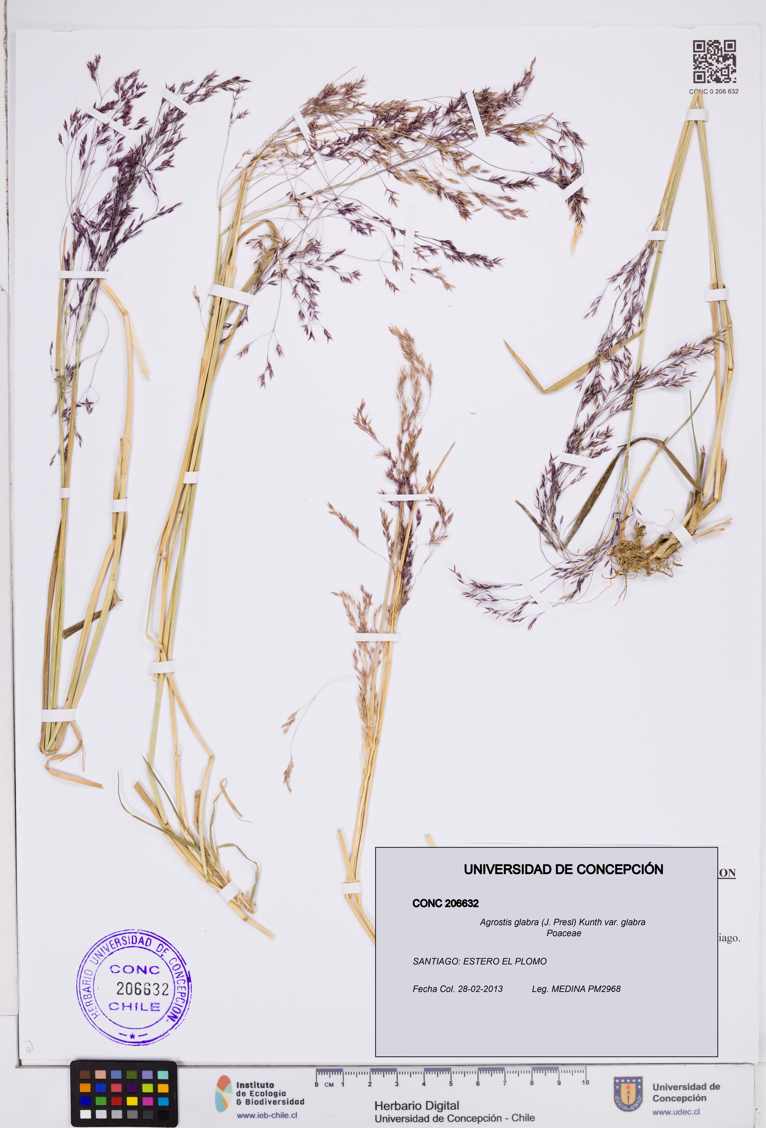 Agrostis glabra var. glabra [Espécimen: ]