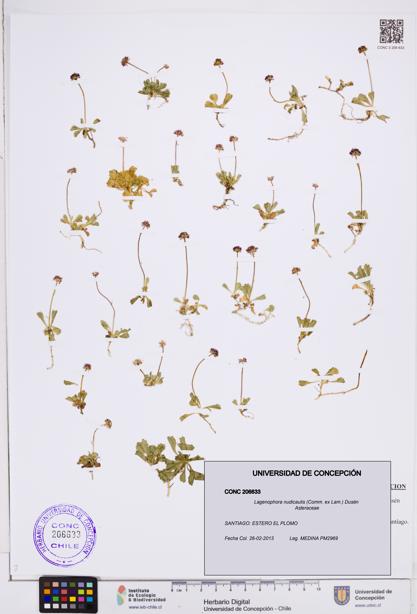 Lagenophora nudicaulis [Espécimen: ]