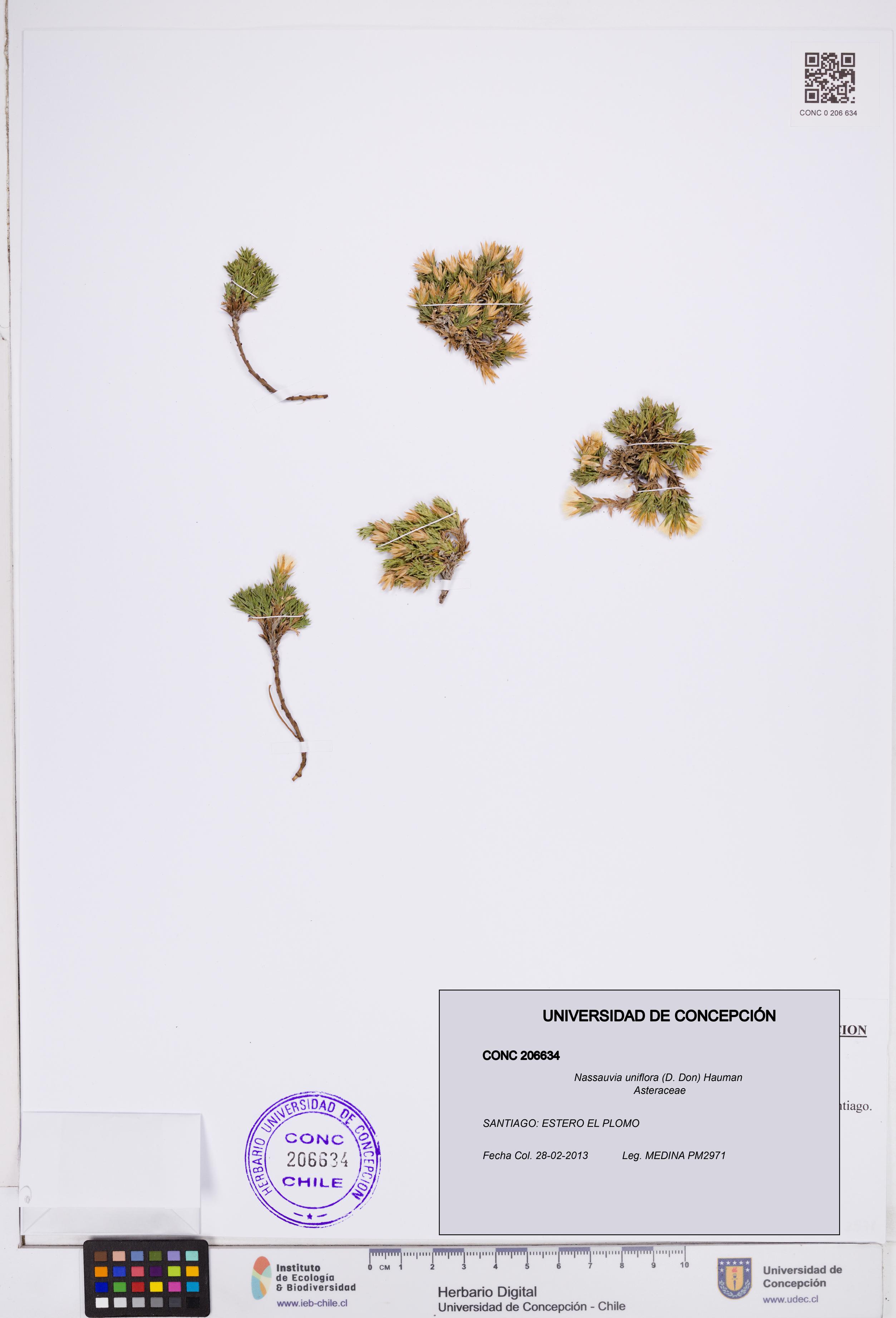 Nassauvia uniflora [Espécimen: ]