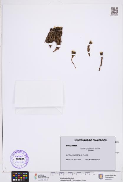 Azorella lycopodioides [Espécimen: ]