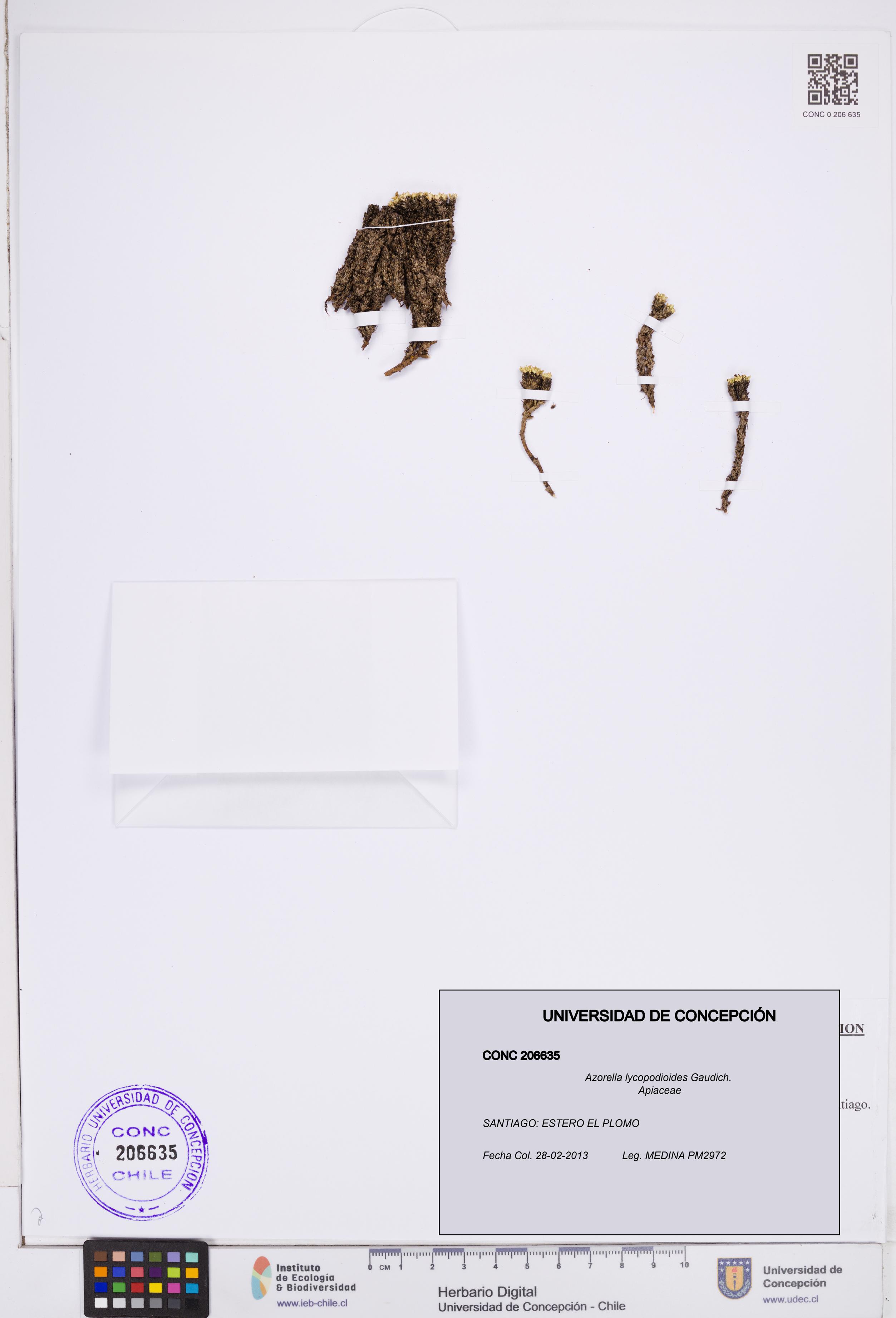 Azorella lycopodioides [Espécimen: ]