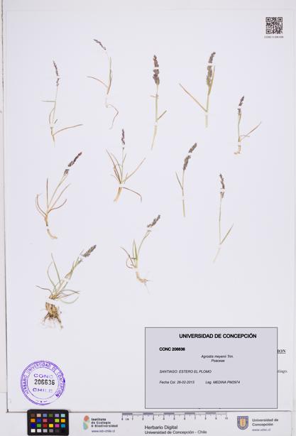 Agrostis meyenii [Espécimen: ]
