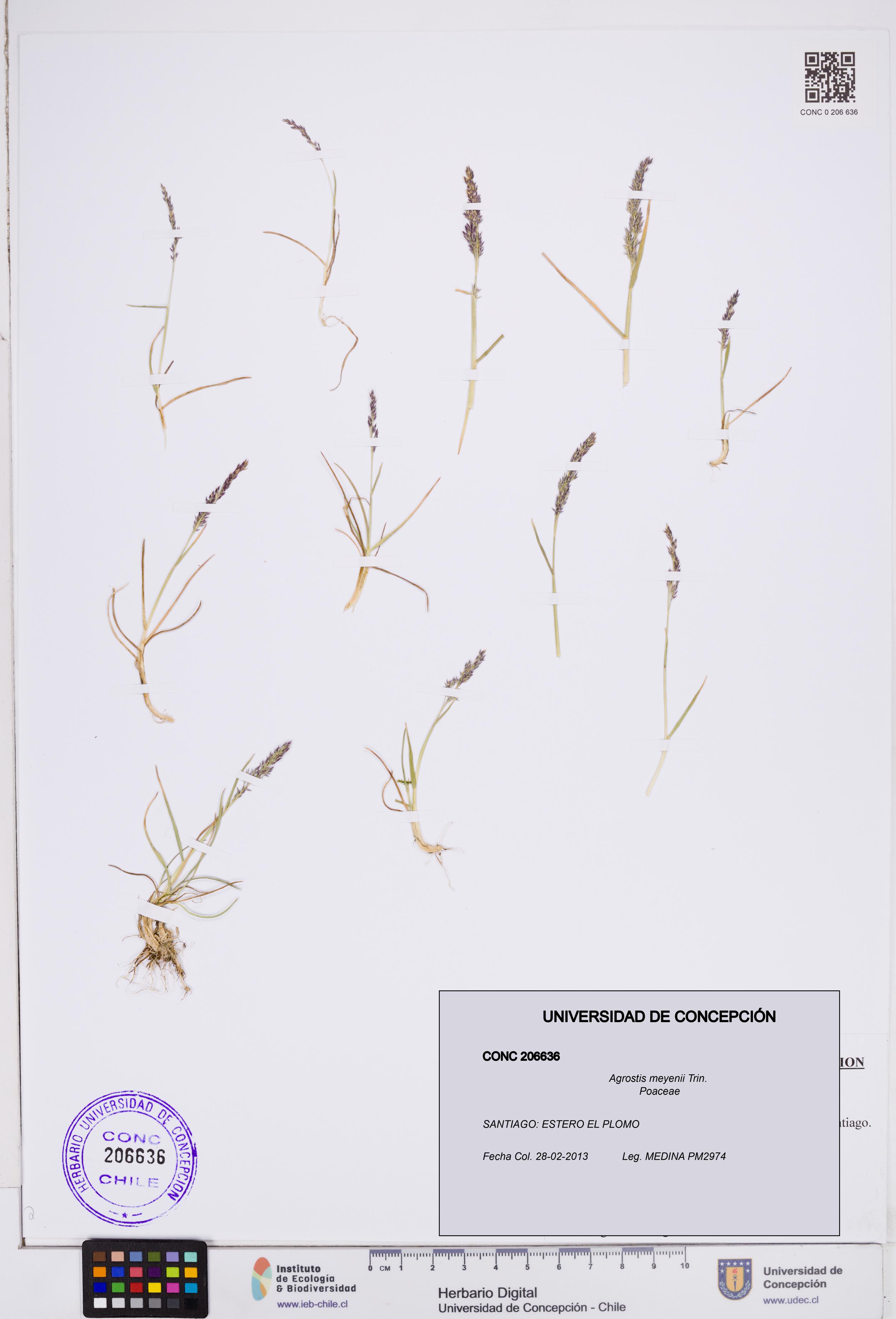 Agrostis meyenii [Espécimen: ]