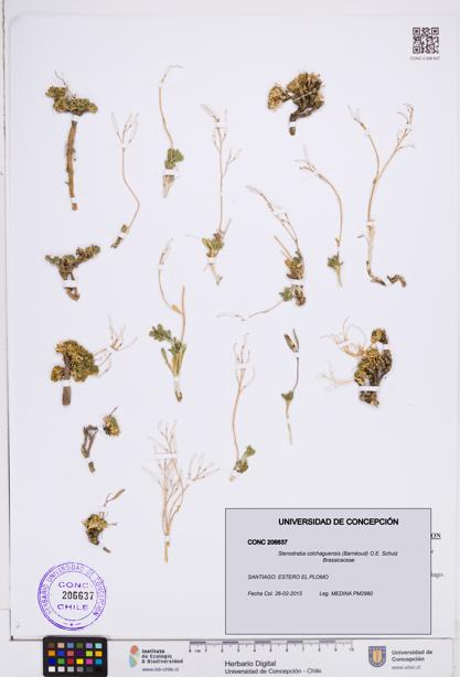 Stenodraba colchaguensis [Espécimen: ]
