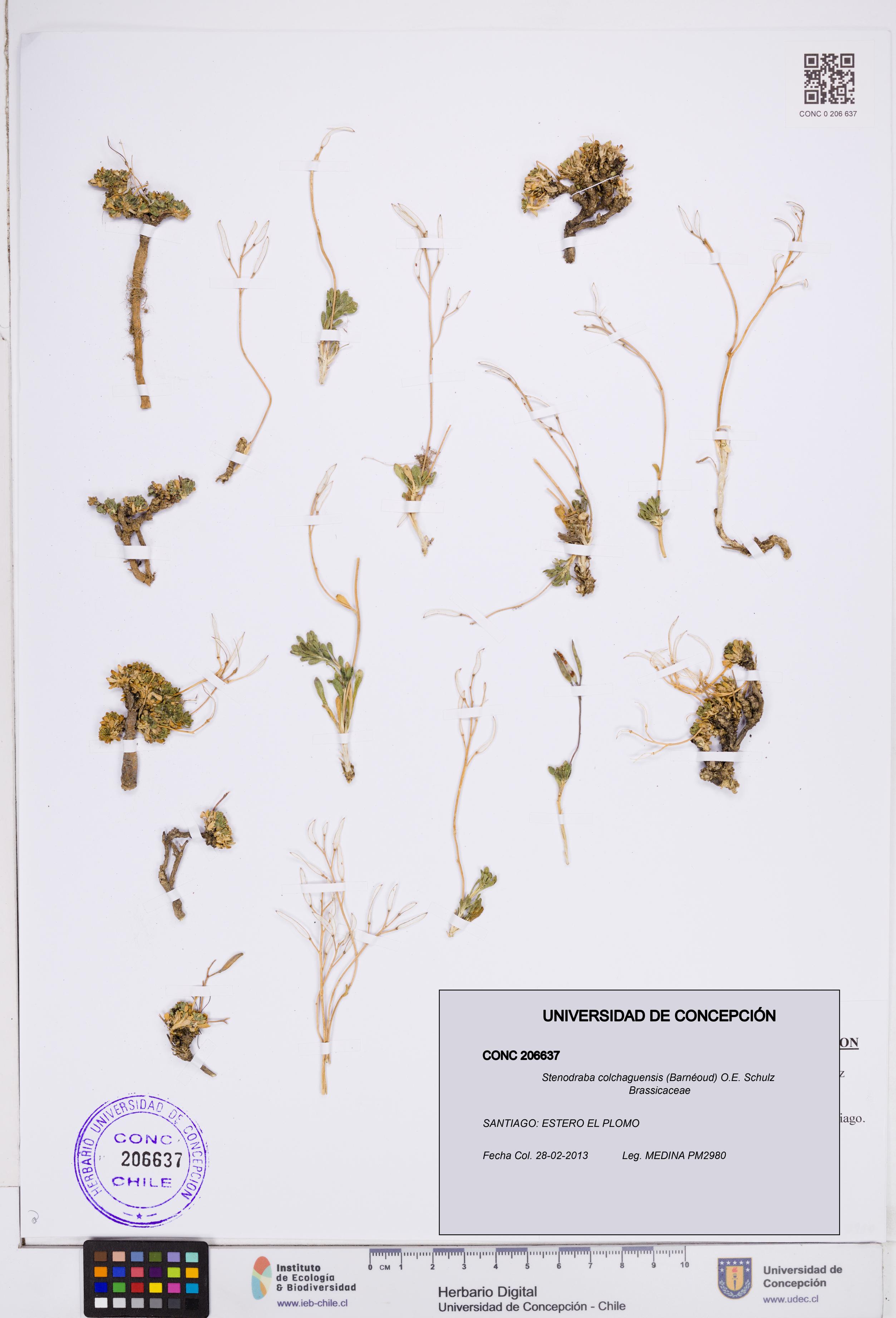 Stenodraba colchaguensis [Espécimen: ]