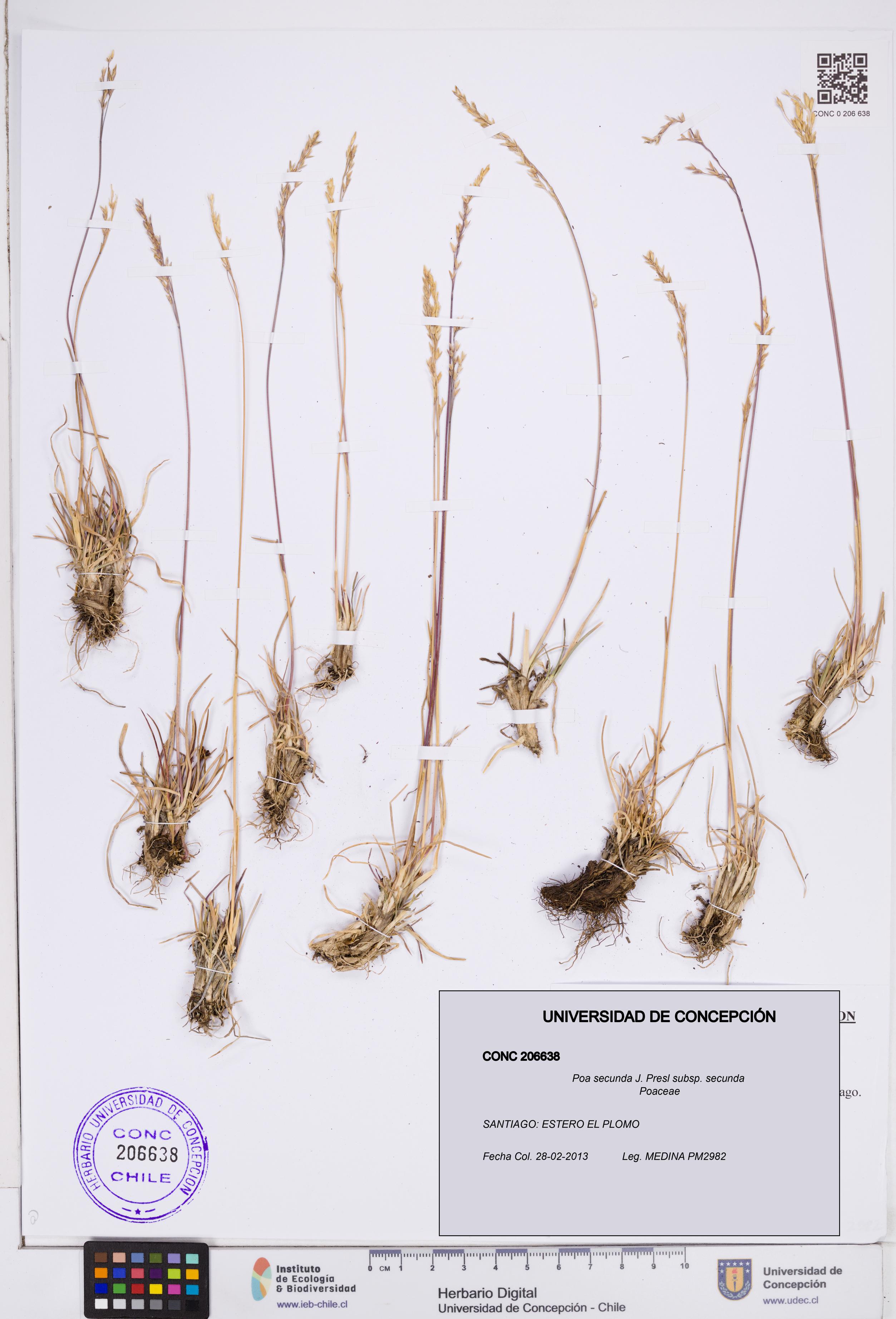 Poa secunda subsp. secunda [Espécimen: ]