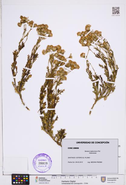 Senecio laetevirens [Espécimen: ]