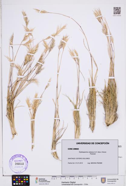 Rytidosperma violaceum [Espécimen: ]