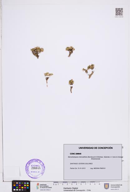 Stenodrabopsis imbricatifolia [Espécimen: ]