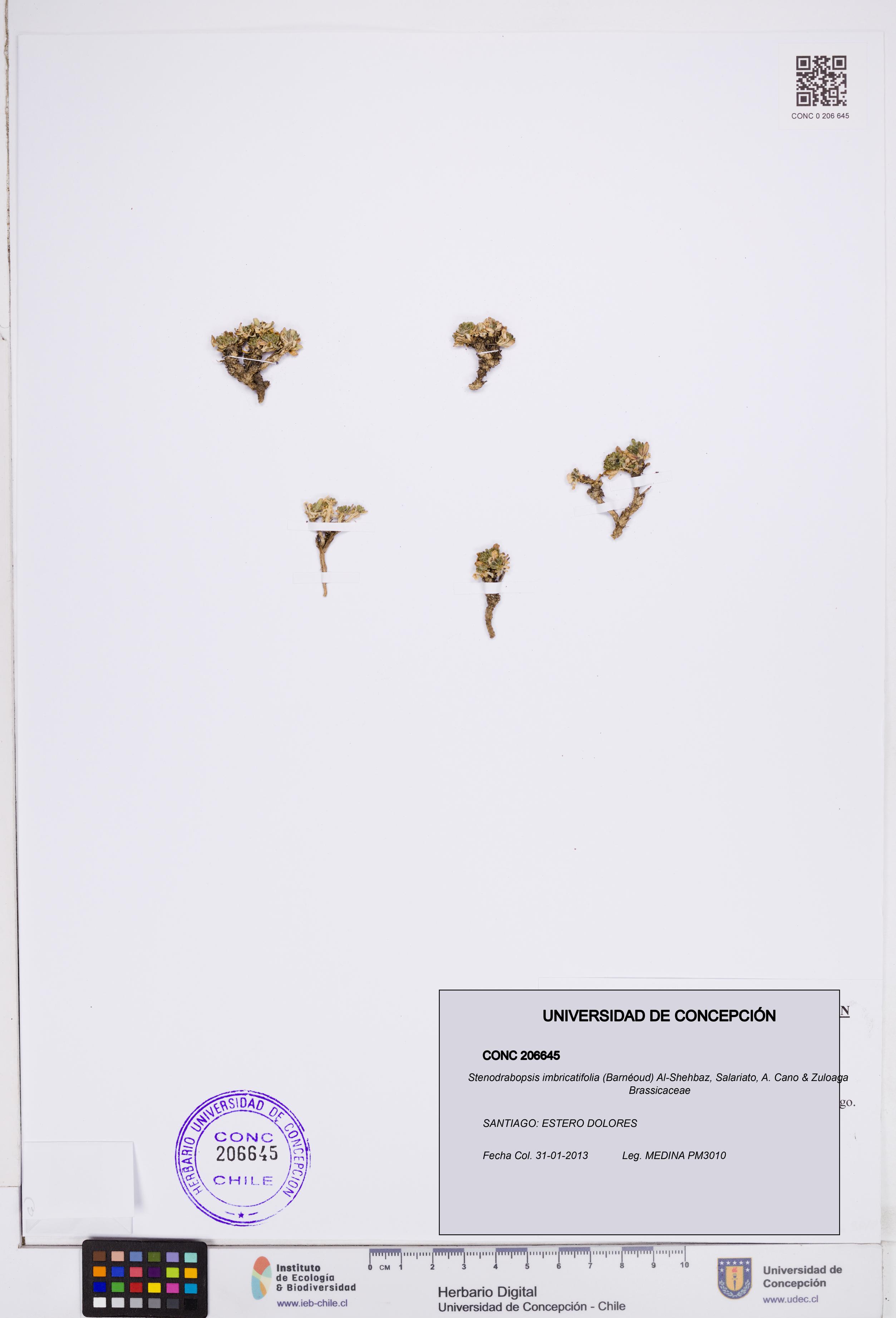 Stenodrabopsis imbricatifolia [Espécimen: ]