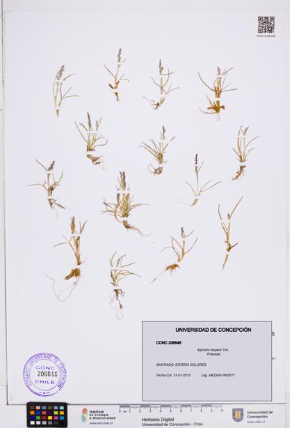 Agrostis meyenii [Espécimen: ]
