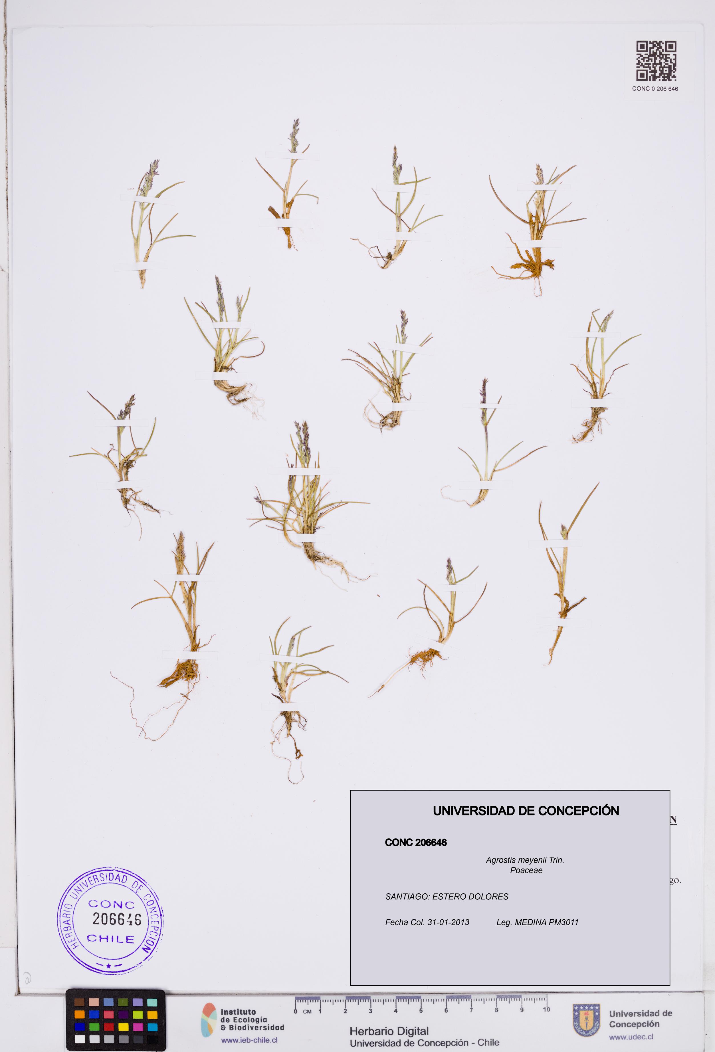 Agrostis meyenii [Espécimen: ]