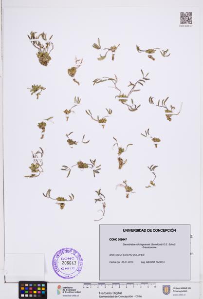 Stenodraba colchaguensis [Espécimen: ]