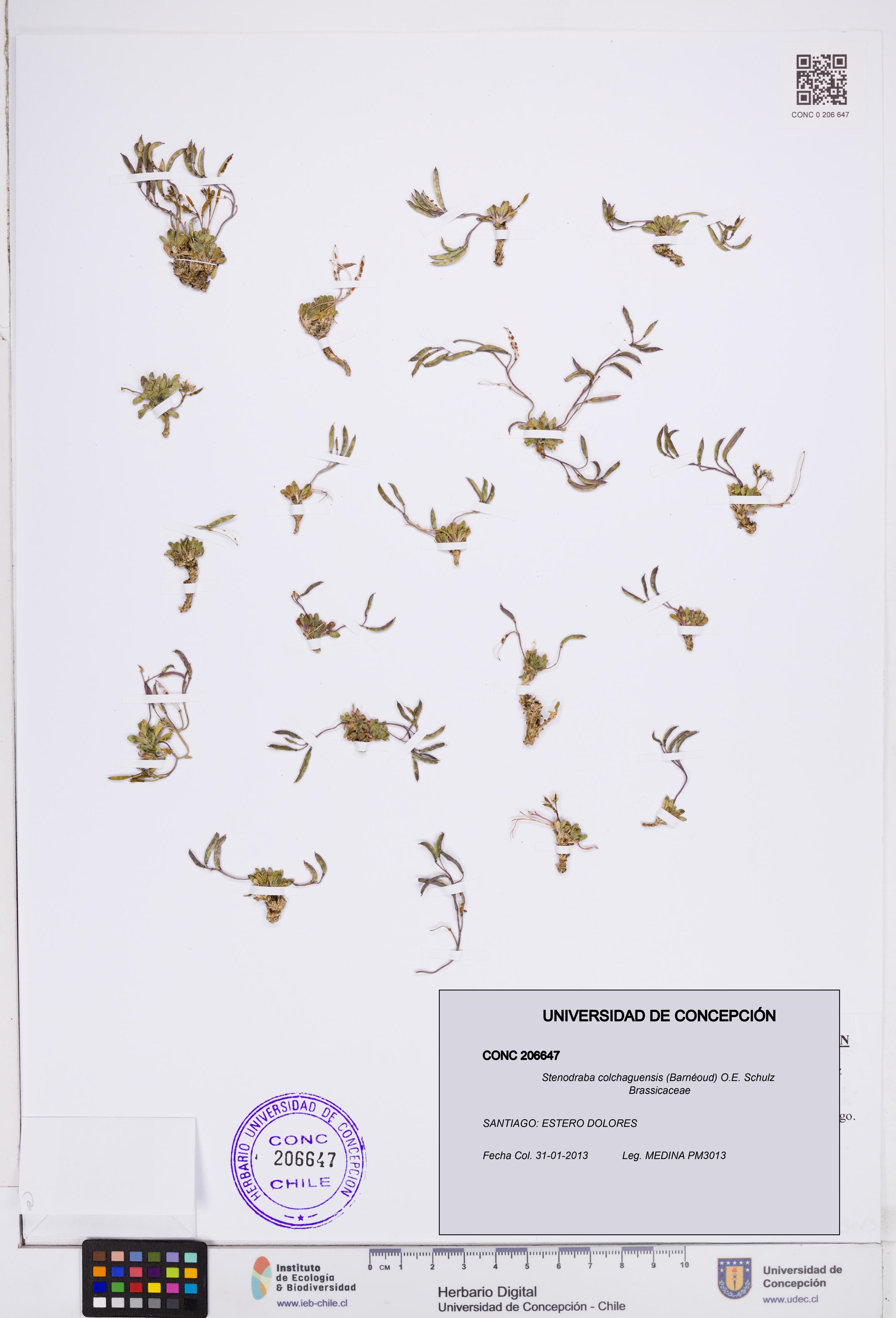 Stenodraba colchaguensis [Espécimen: ]