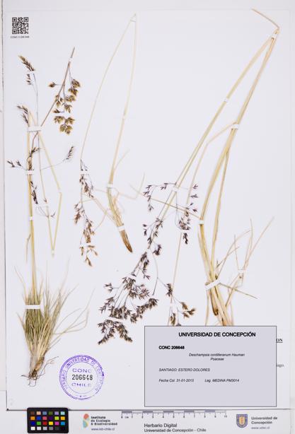 Deschampsia cordilleranum [Espécimen: ]