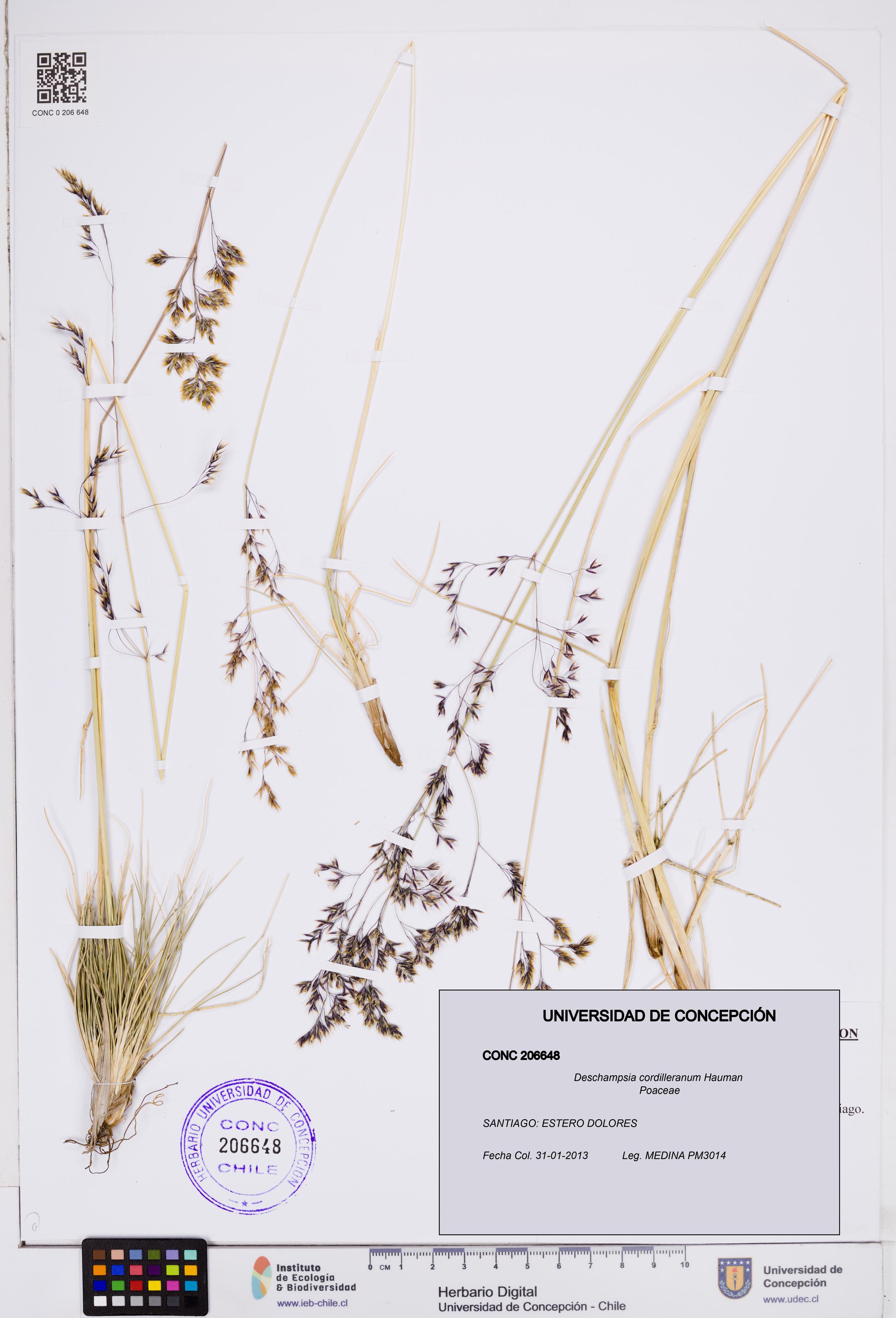 Deschampsia cordilleranum [Espécimen: ]