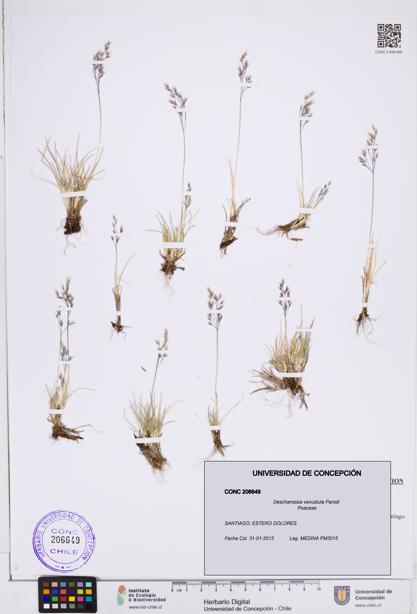 Deschampsia venustula [Espécimen: ]