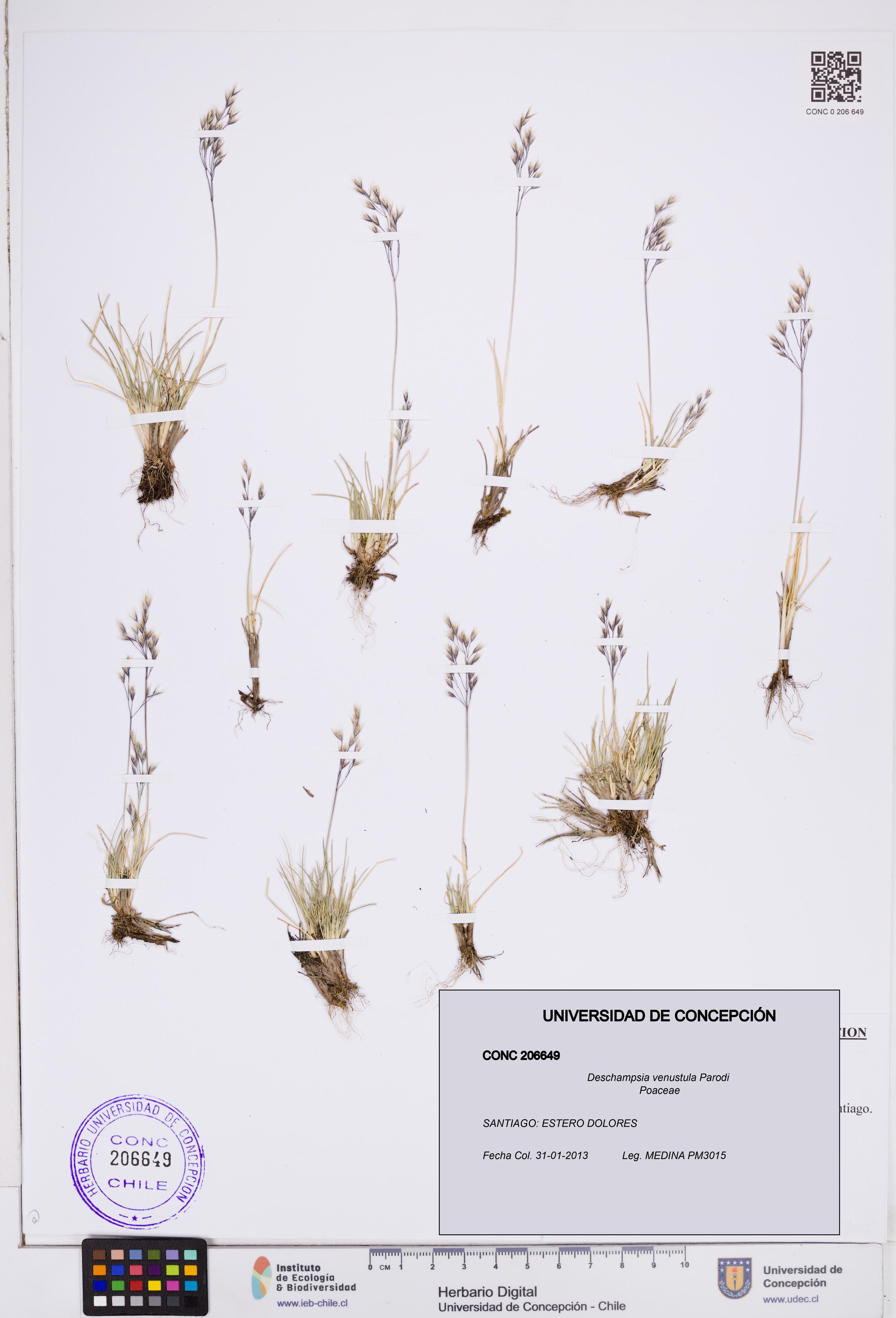 Deschampsia venustula [Espécimen: ]