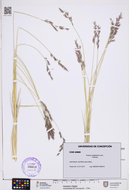 Festuca magellanica [Espécimen: ]