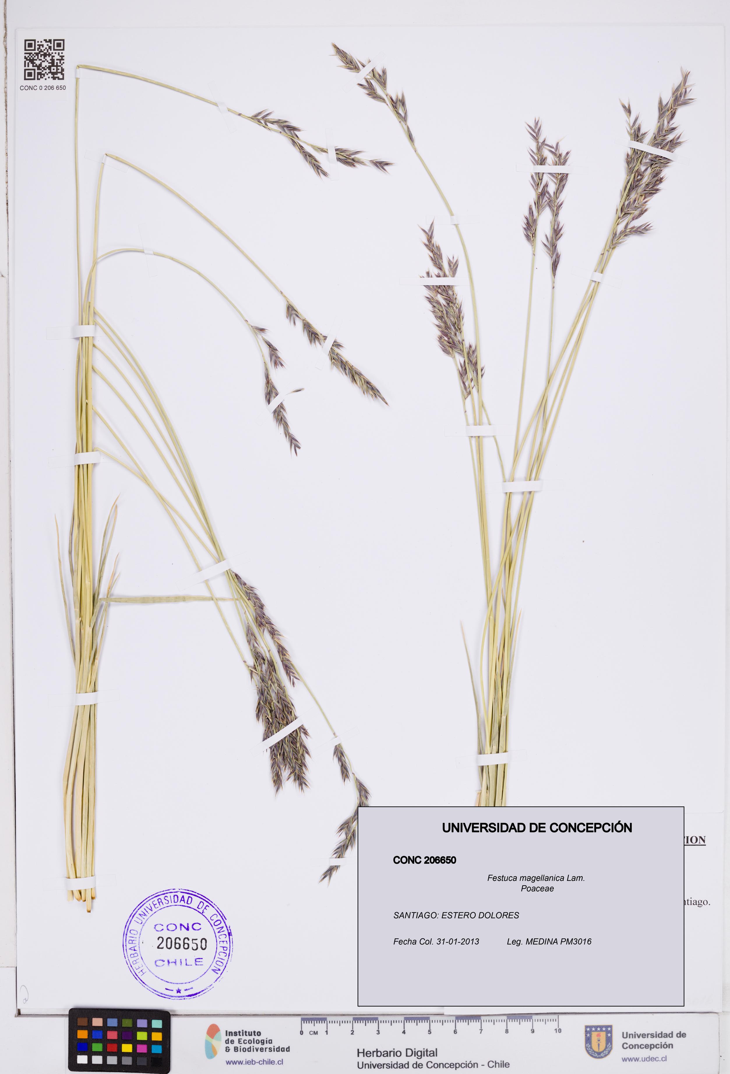 Festuca magellanica [Espécimen: ]