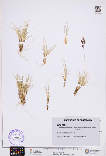 Deschampsia eminens var. fulva [Espécimen: ]