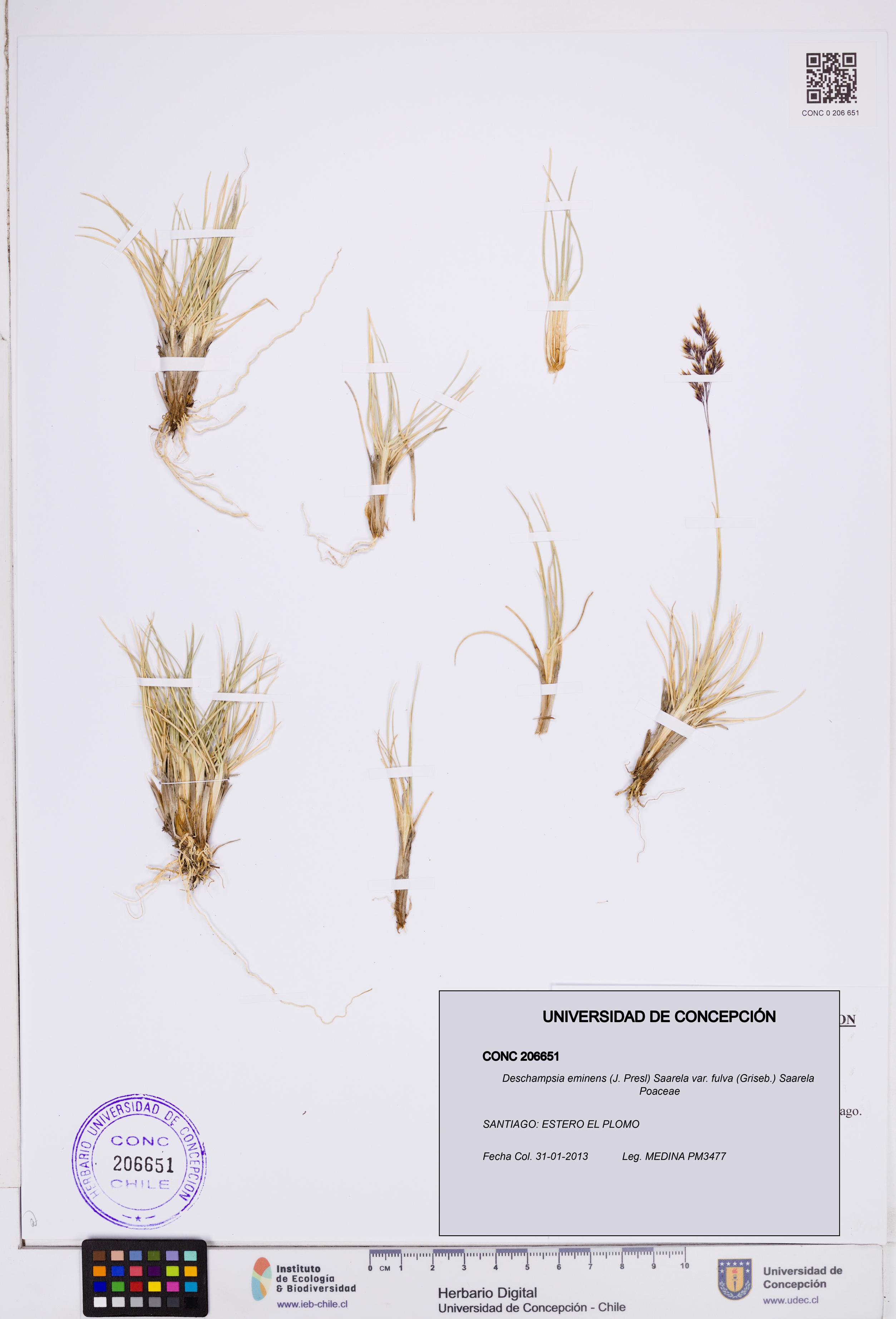 Deschampsia eminens var. fulva [Espécimen: ]