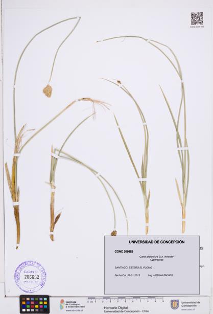 Carex pleioneura [Espécimen: ]