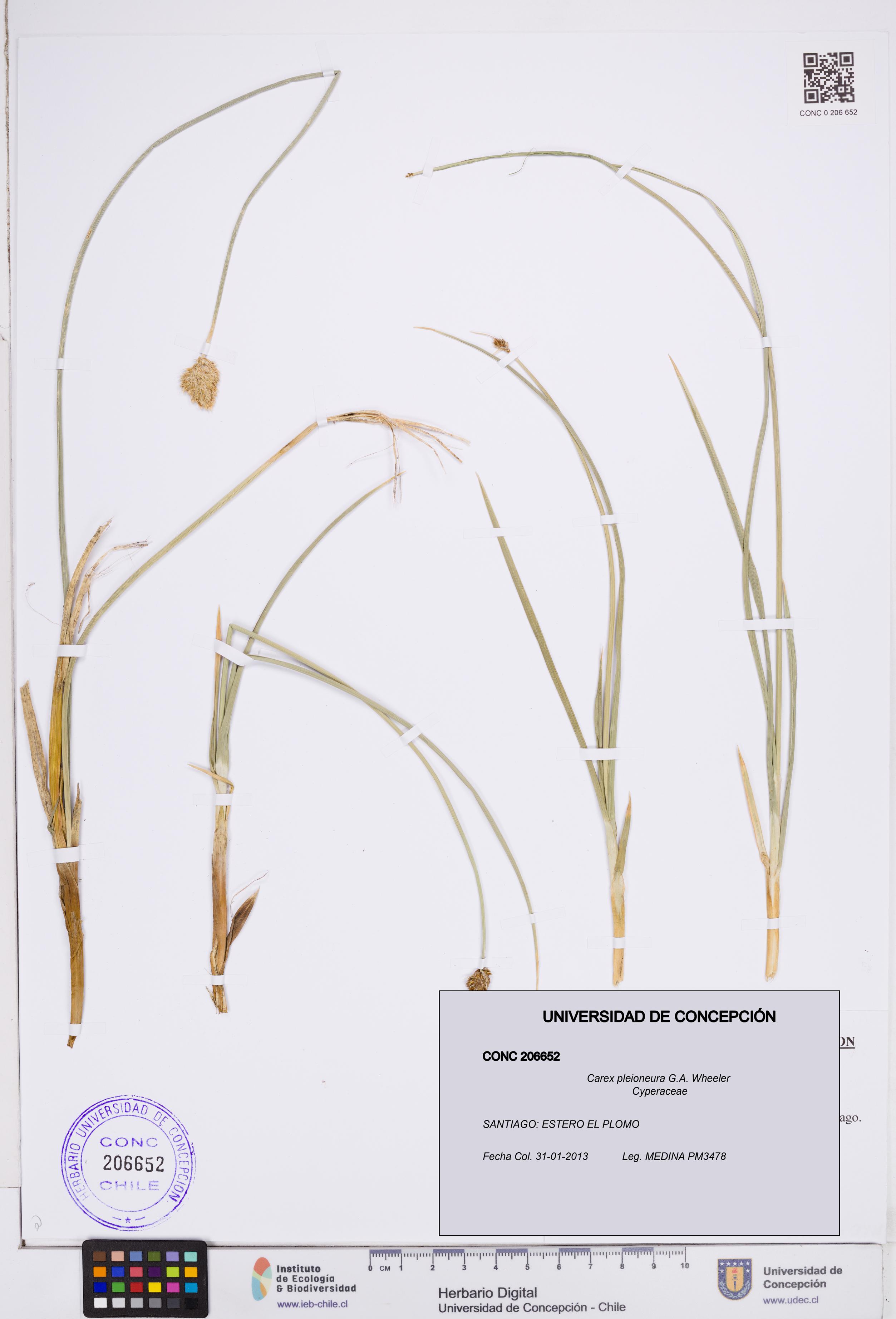 Carex pleioneura [Espécimen: ]