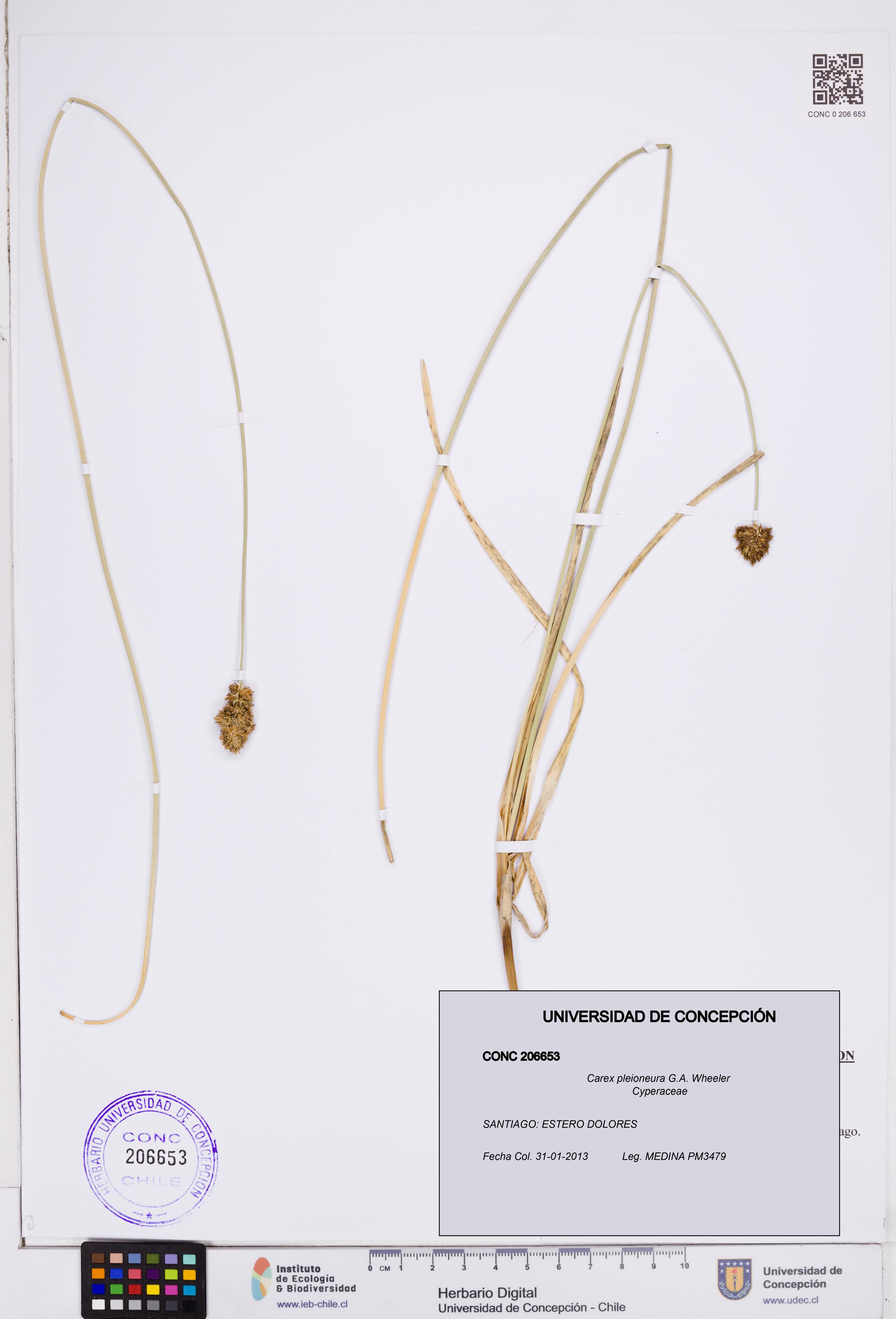 Carex pleioneura [Espécimen: ]