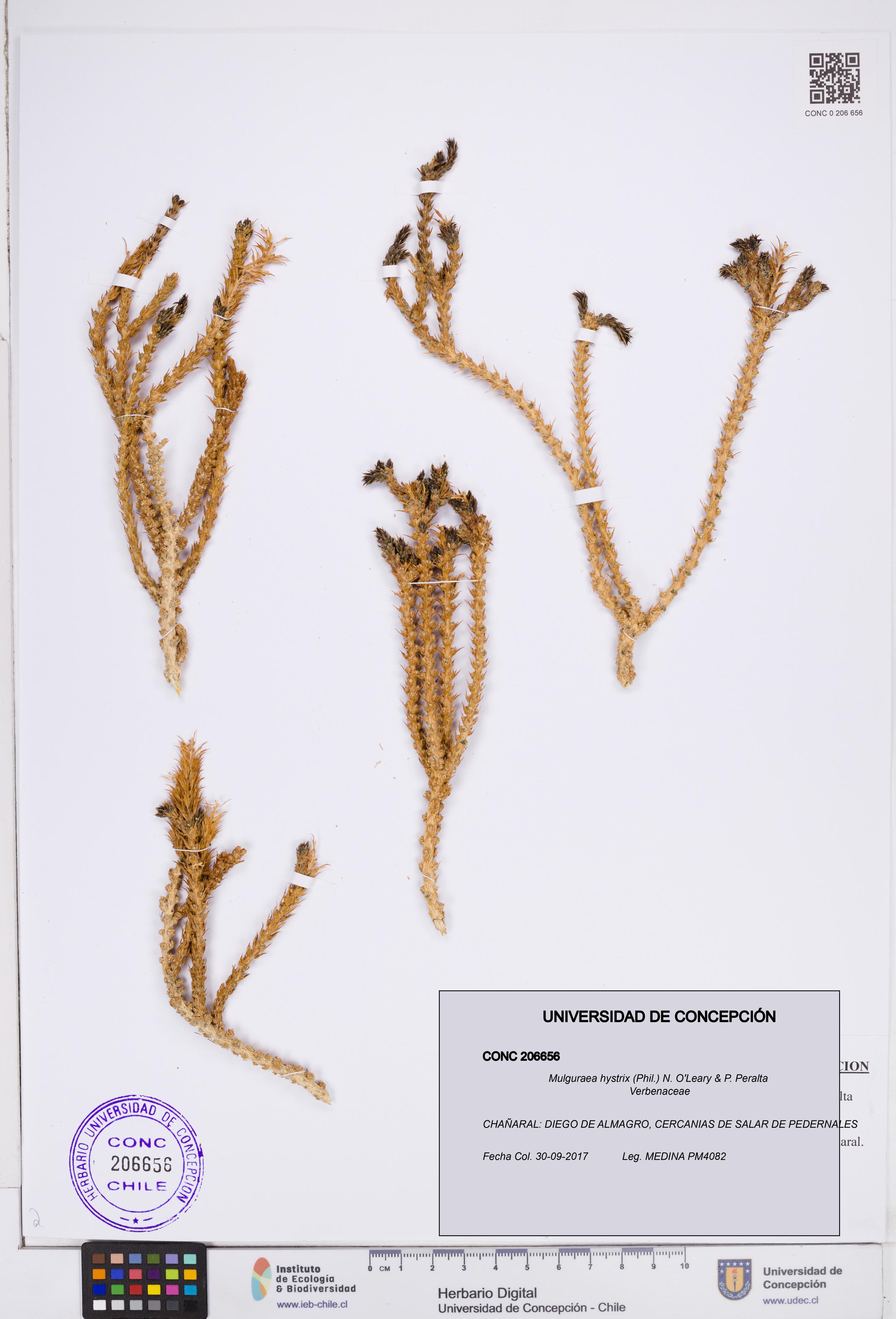 Mulguraea hystrix [Espécimen: ]