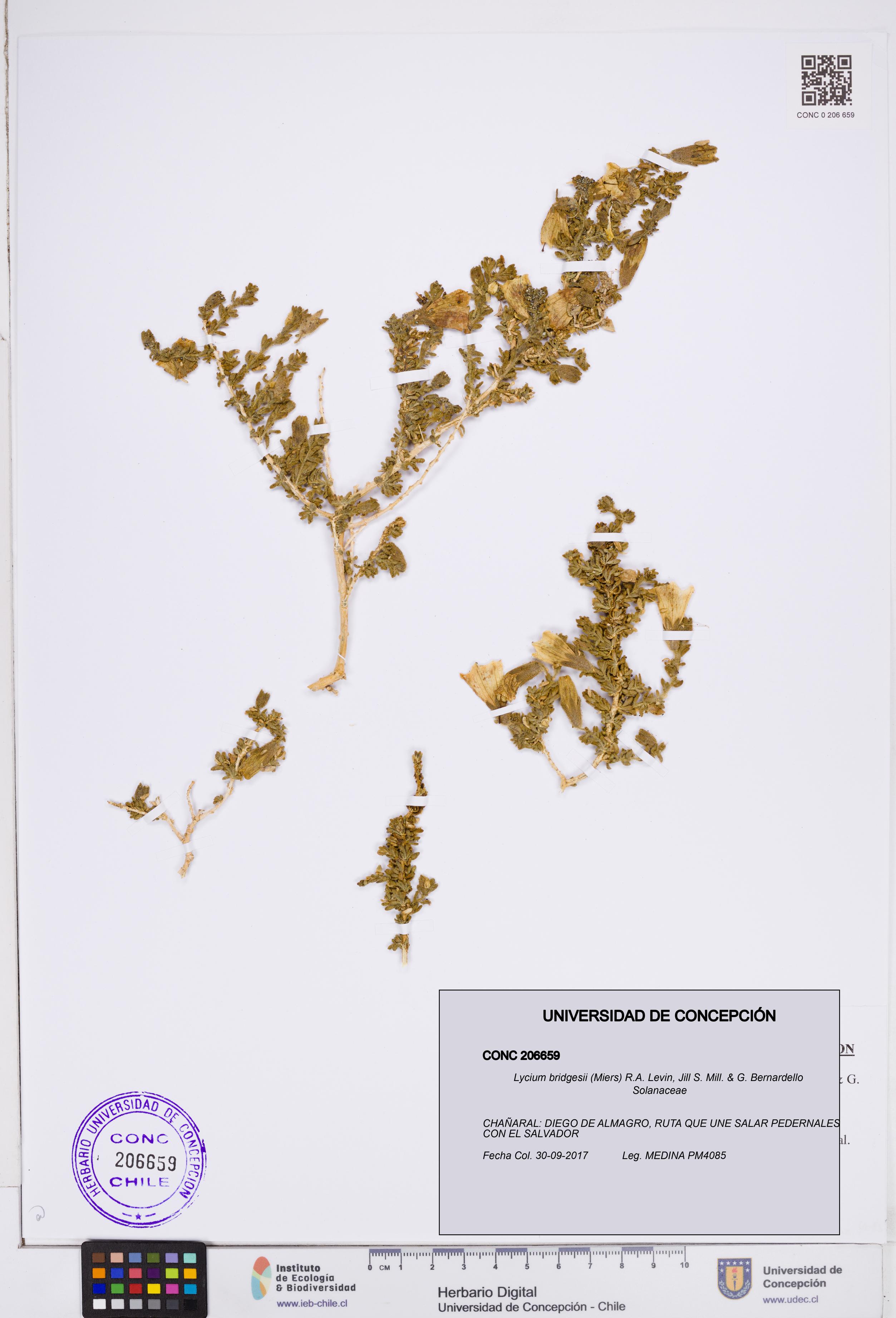 Lycium bridgesii [Espécimen: ]