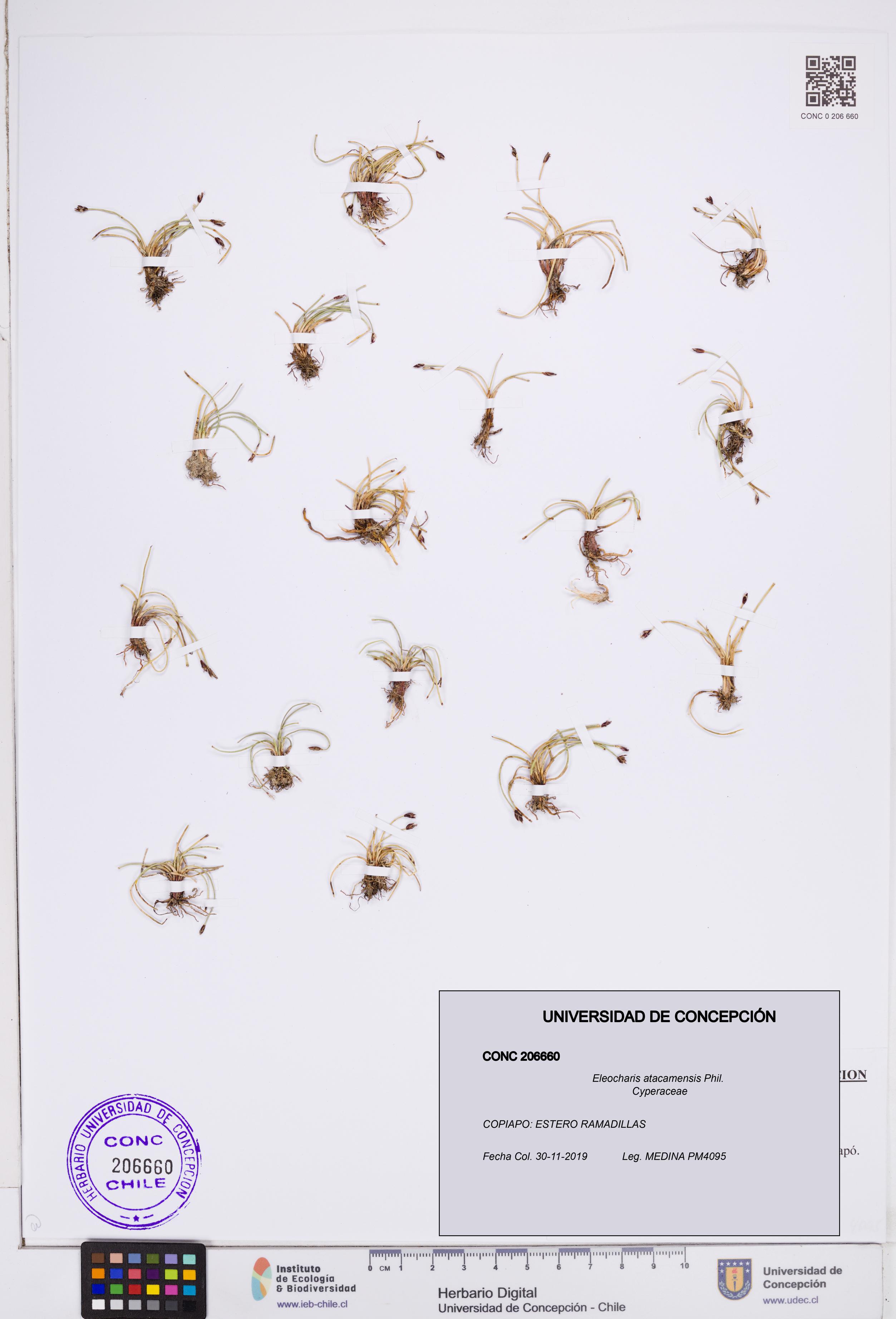 Eleocharis atacamensis [Espécimen: ]