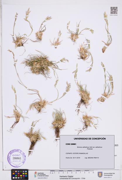 Bromus catharticus [Espécimen: ]