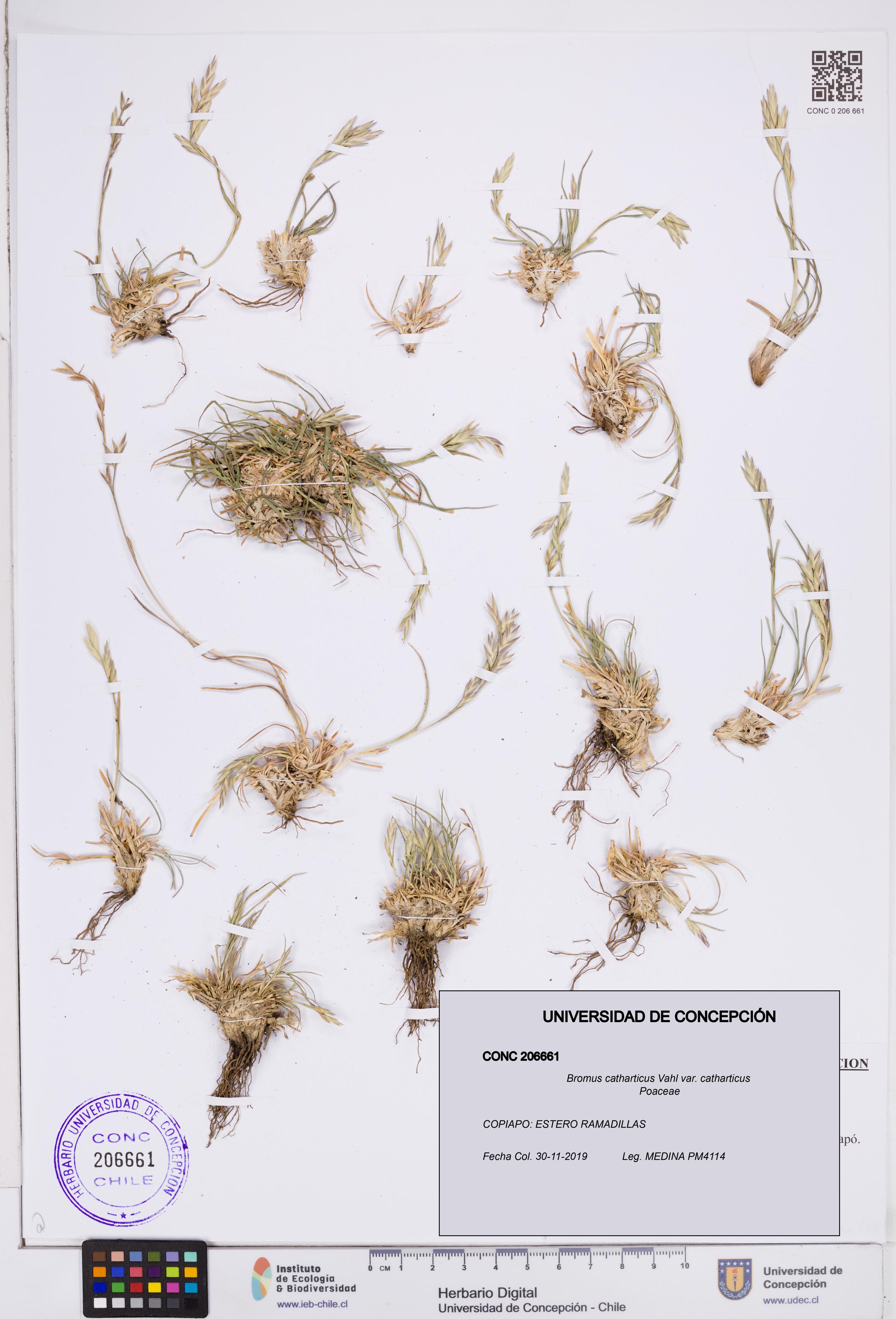 Bromus catharticus [Espécimen: ]