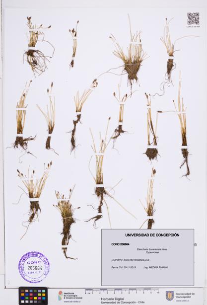Eleocharis bonariensis [Espécimen: ]